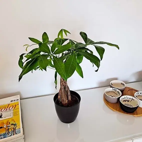 Además de armonizar visualmente el espacio, su presencia invita a respirar calma y frescura,