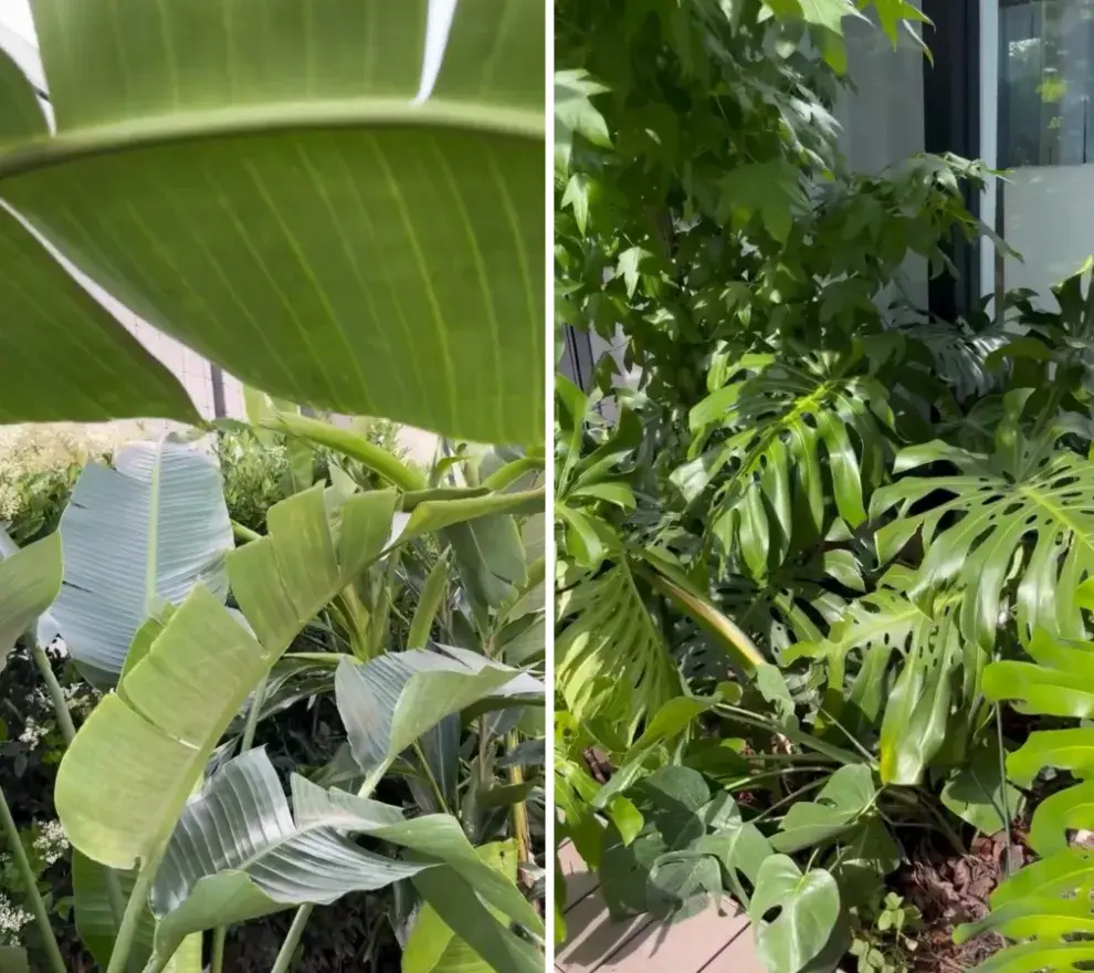 Fotos del jardín de Pampita.