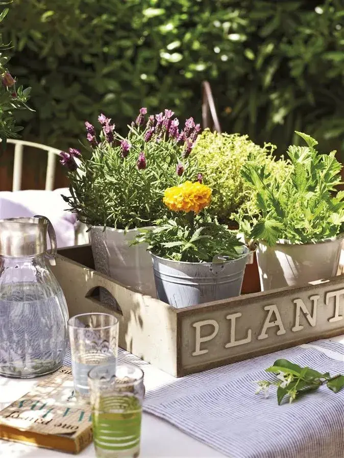 Foto de plantas repelentes naturales de mosquitos en macetas.
