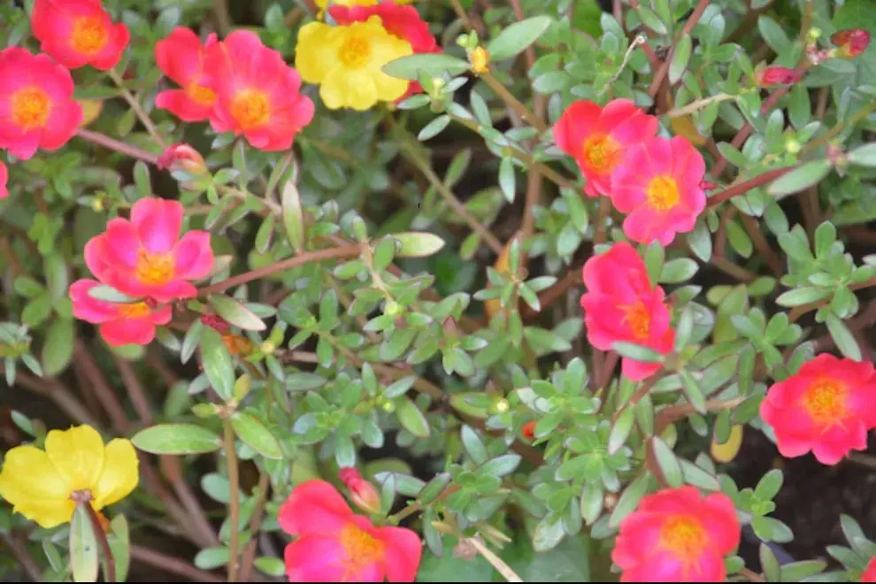 Portulaca, o flor de seda.