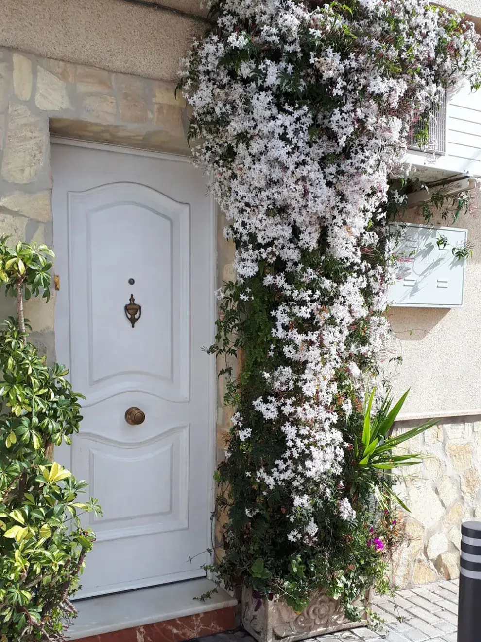 Cada vez más personas buscan plantas que embellezcan el hogar sin demandar tiempo, y el jazmín chino cumple todos los requisitos: perfuma, es resistente y se adapta a múltiples estilos de decoración exterior