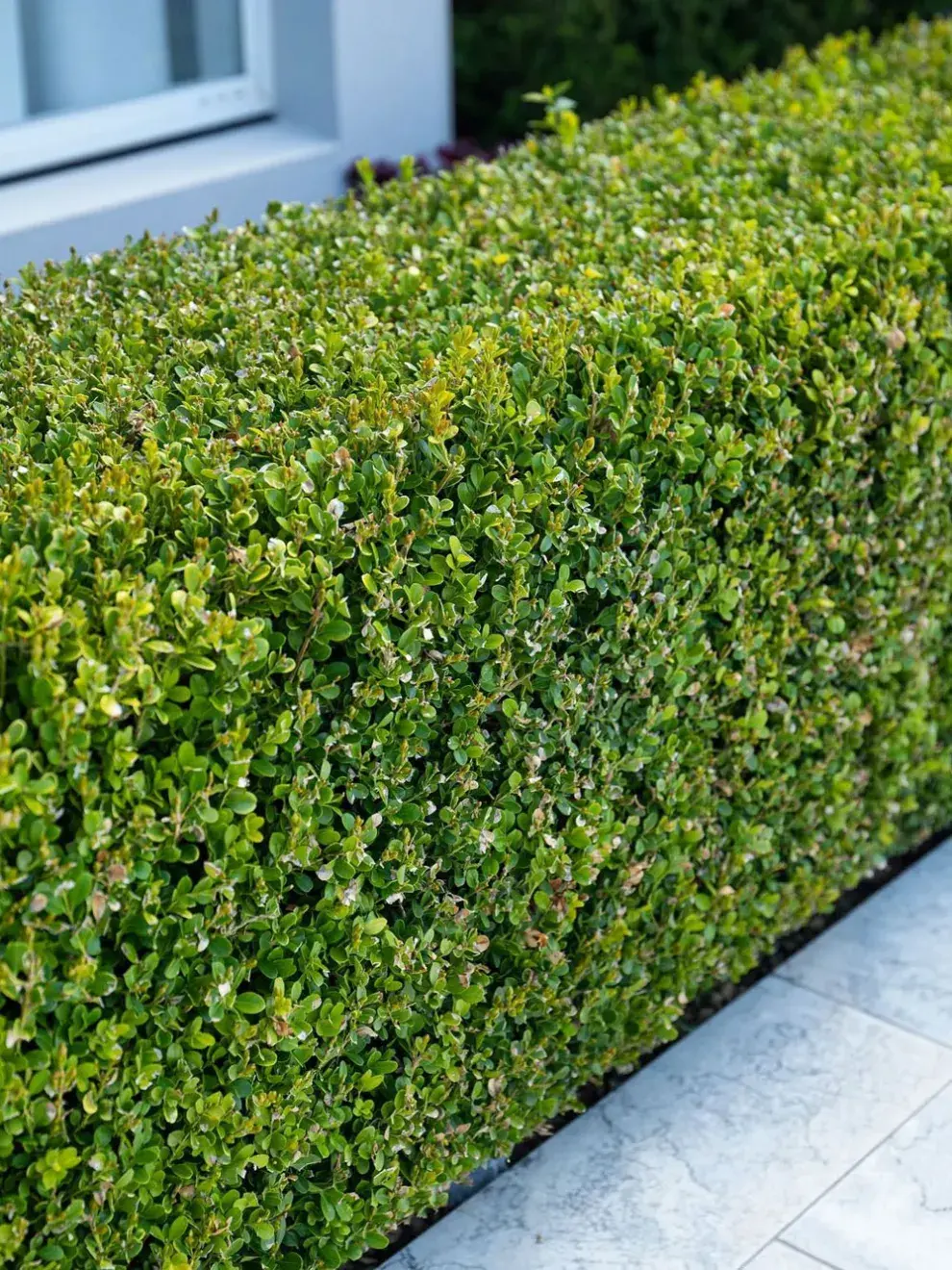 Con cuidados básicos —riego moderado, poda regular y protección contra plagas— podrás disfrutar de un rincón verde elegante y duradero en tu hogar.