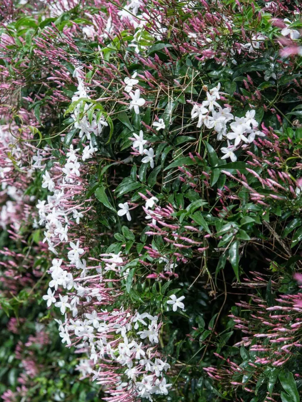 Sus hojas verdes brillantes y su crecimiento ordenado aportan un toque elegante a cualquier espacio.