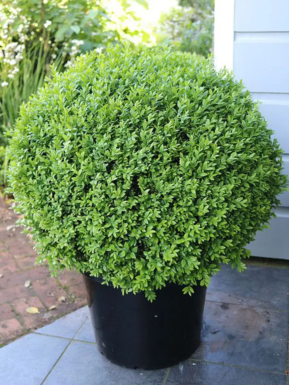 El boj (Buxus sempervirens) es un arbusto perenne muy usado en jardinería por su follaje compacto y su capacidad de adaptarse al cultivo en maceta.