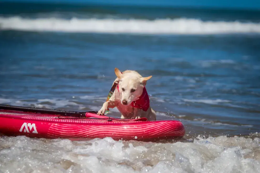 En Pinamar, Eukanuba estará presente con su Trailer oficial, donde se realizarán actividades para mascotas y tutores.