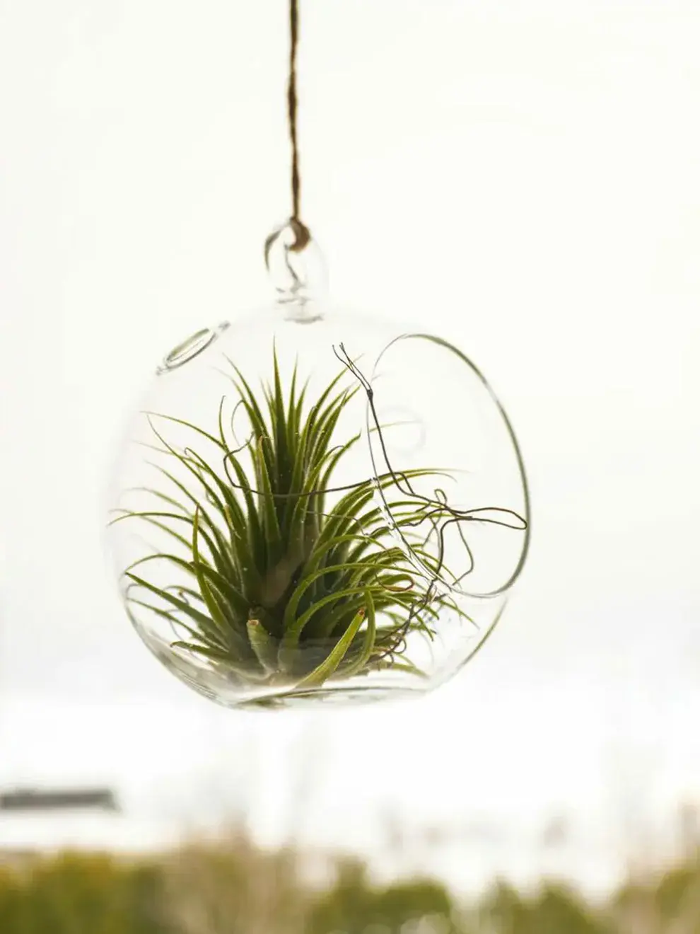 Algunas especies se adaptan perfectamente a sistemas alternativos: