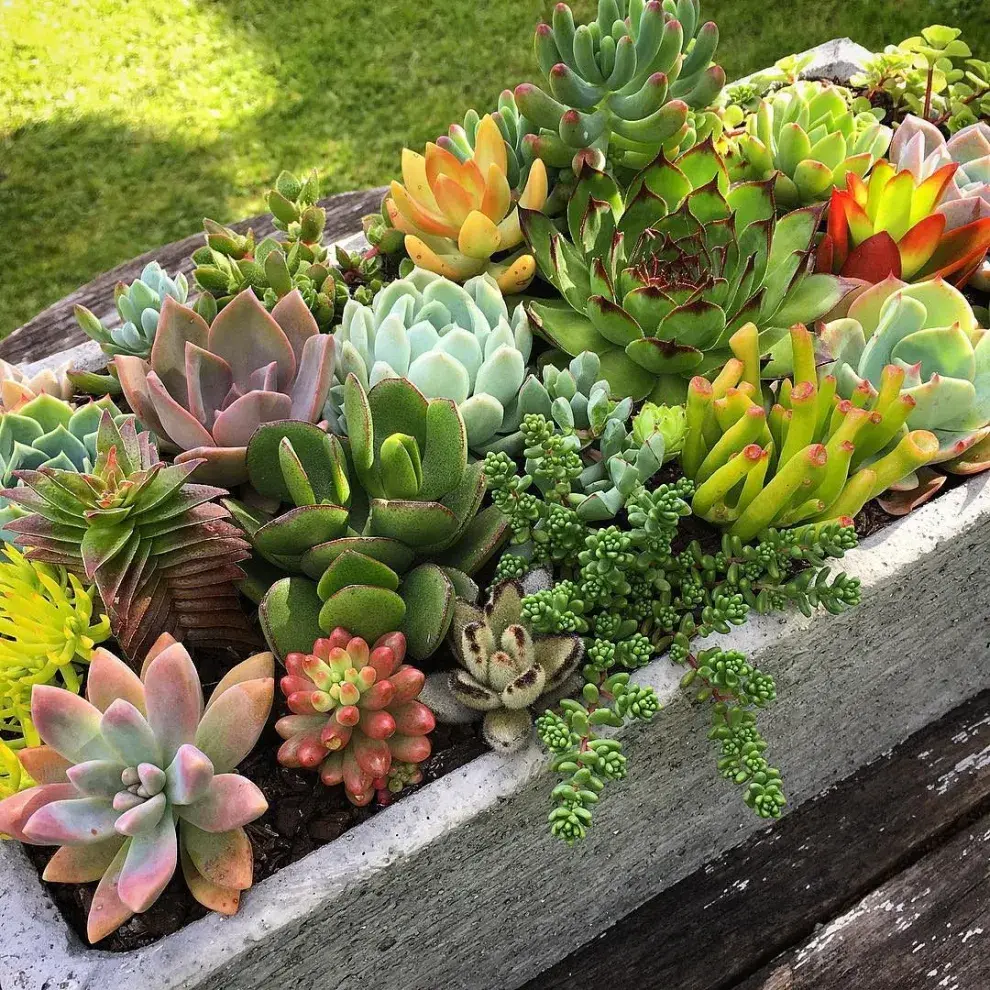 Adiós a las plantas secas: guía definitiva de plantas que sobreviven al sol directo.