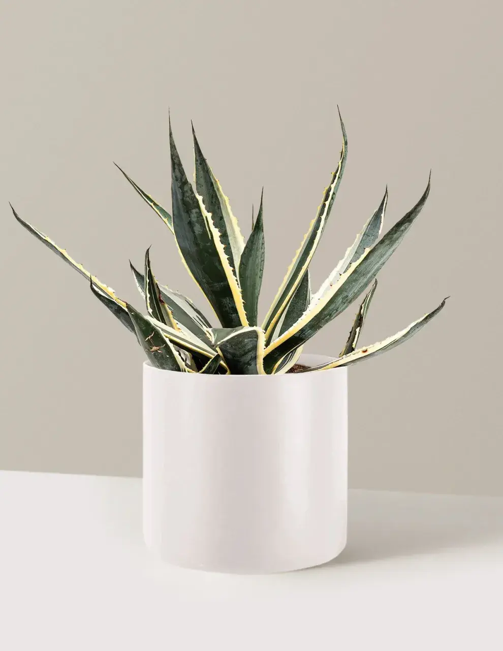 5 especies resistentes al sol para mantener tu balcón verde