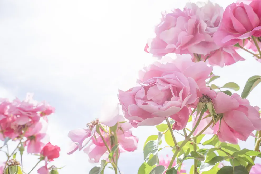 Repelente natural para el rosal: cómo protegerlo de pulgones y cochinillas