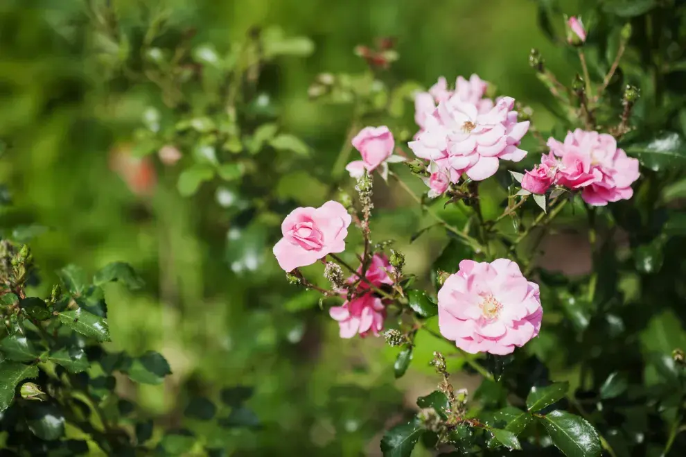 Repelente natural para el rosal: cómo protegerlo de pulgones y cochinillas