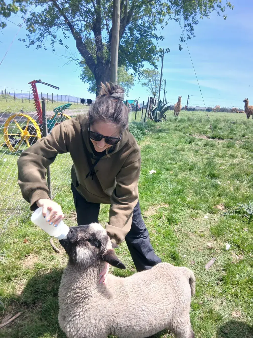 Bartolo, el cordero que te espera para que lo alimentes.