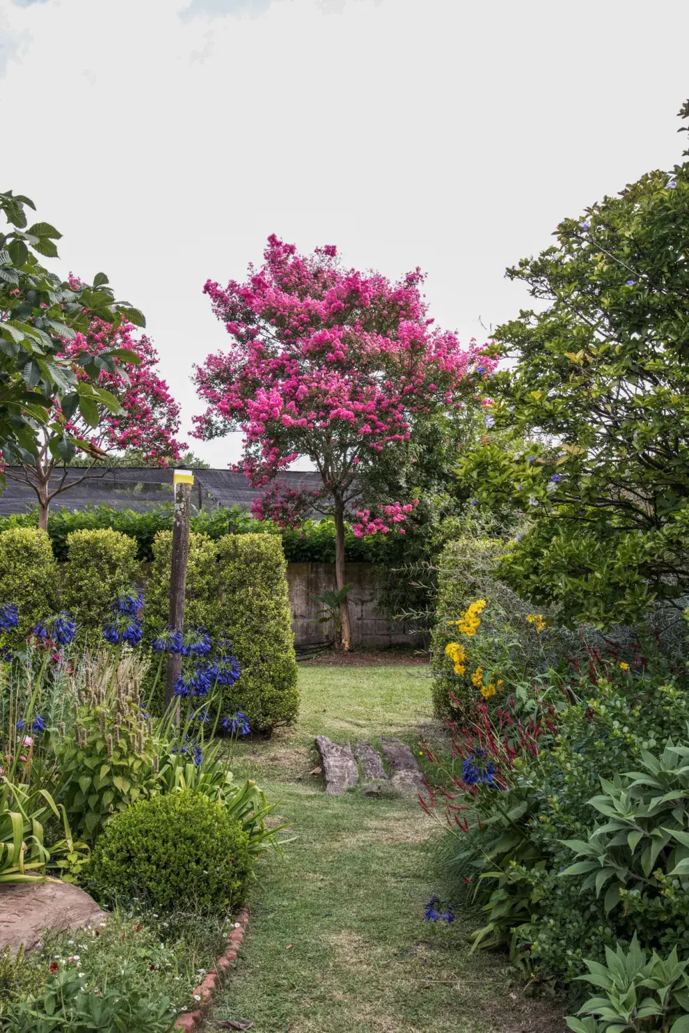 El árbol perfecto para dar media sombra y color en patios pequeños