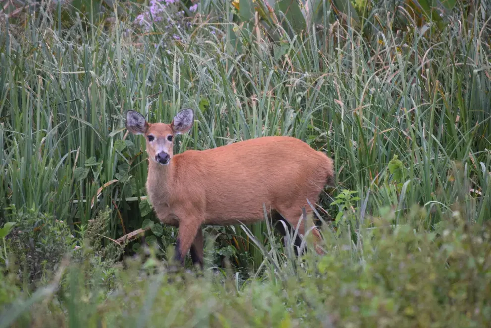 El respeto por la fauna es total en los Esteros del Ibera