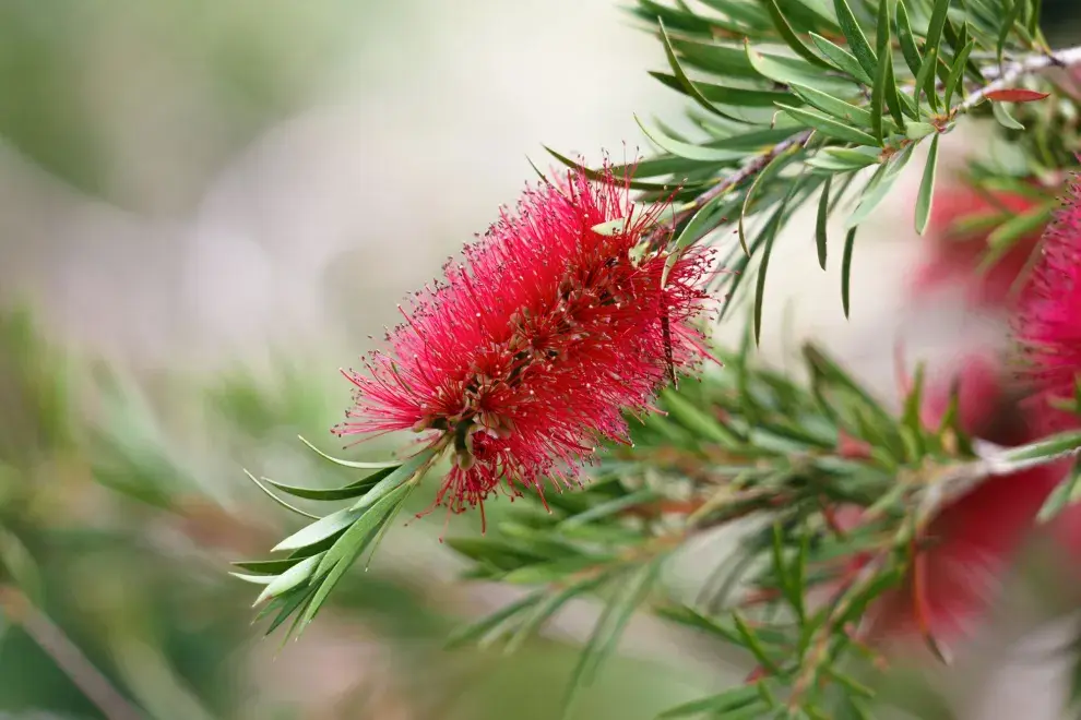 Su crecimiento es lento al principio, lo que facilita el control del tamaño, y una vez establecida, se vuelve muy resistente.