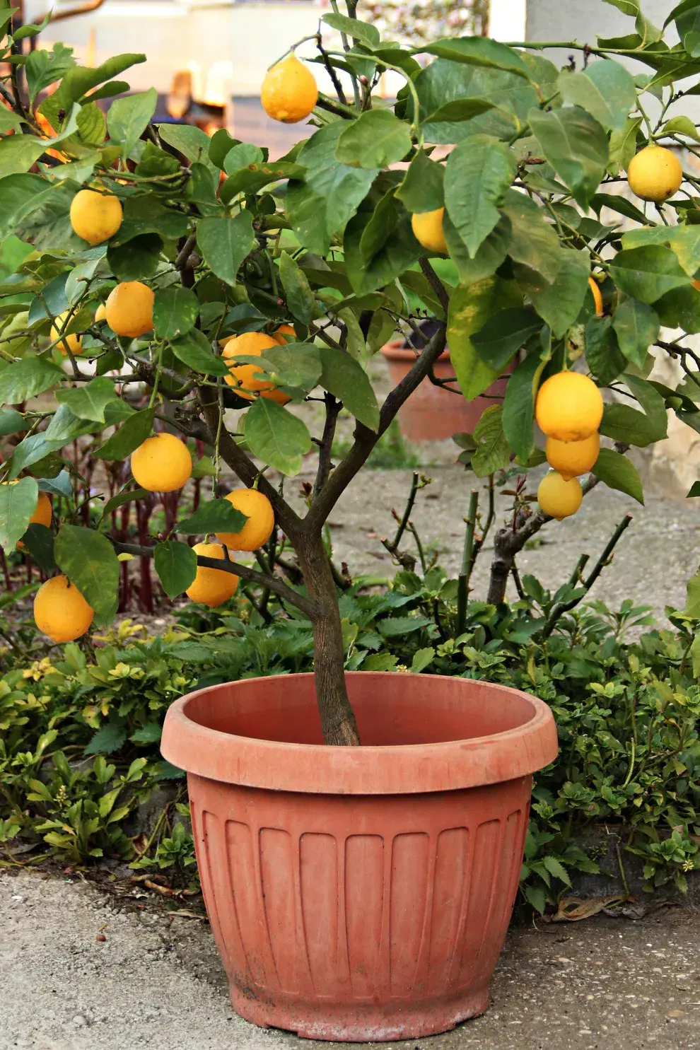 El árbol mini frutal que podés tener en el balcón, aunque vivas en un monoambiente