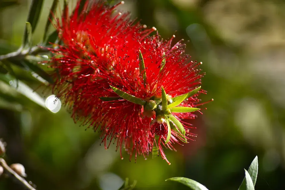 Su crecimiento es lento al principio, lo que facilita el control del tamaño, y una vez establecida, se vuelve muy resistente.