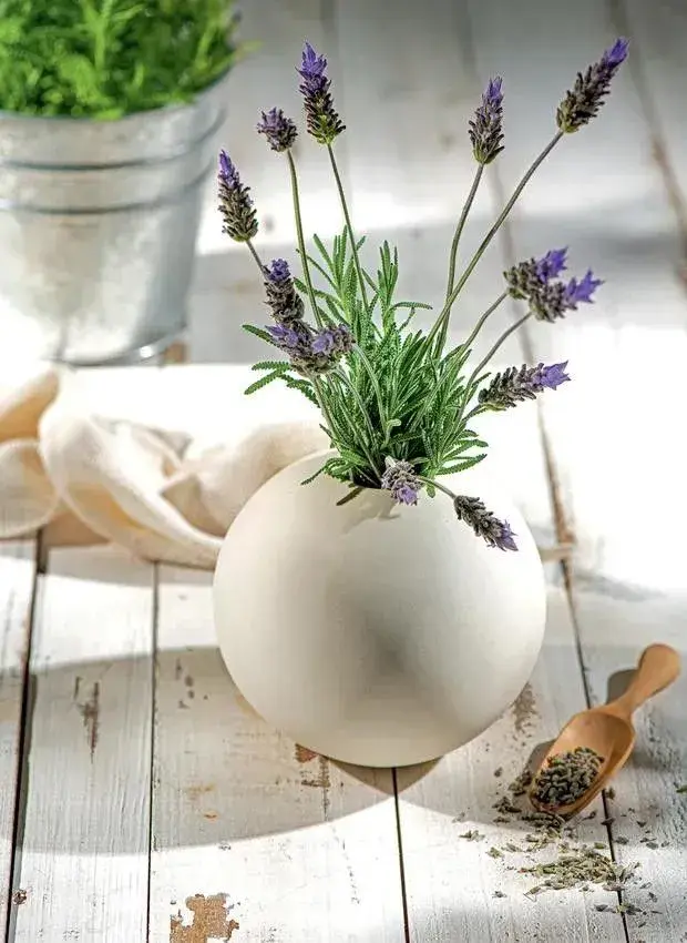 Foto de Lavandula dentata.