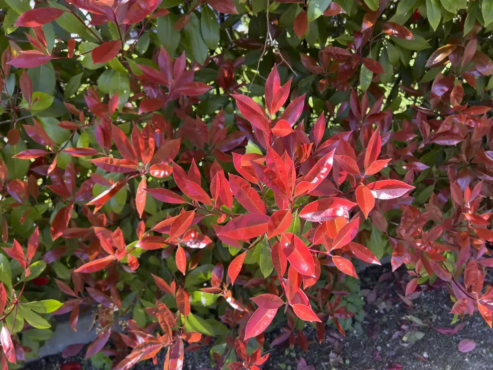 a Photinia Red Robin, especialmente en su versión formada como arbolito, aparece como una de las opciones más atractivas para sumar estilo sin sacrificar espacio.