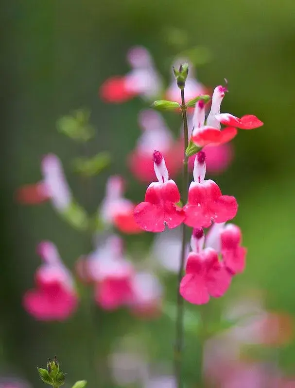 Balcones al sol: plantas que mejor resisten el calor y poca agua.