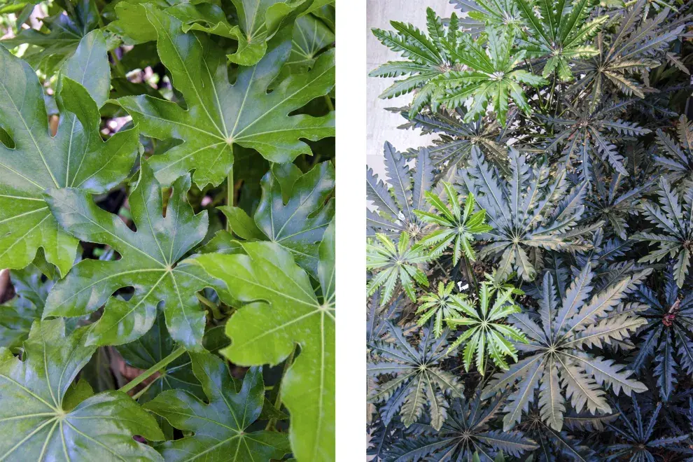 Fatsia japonica aral y Schefflera elegantissima