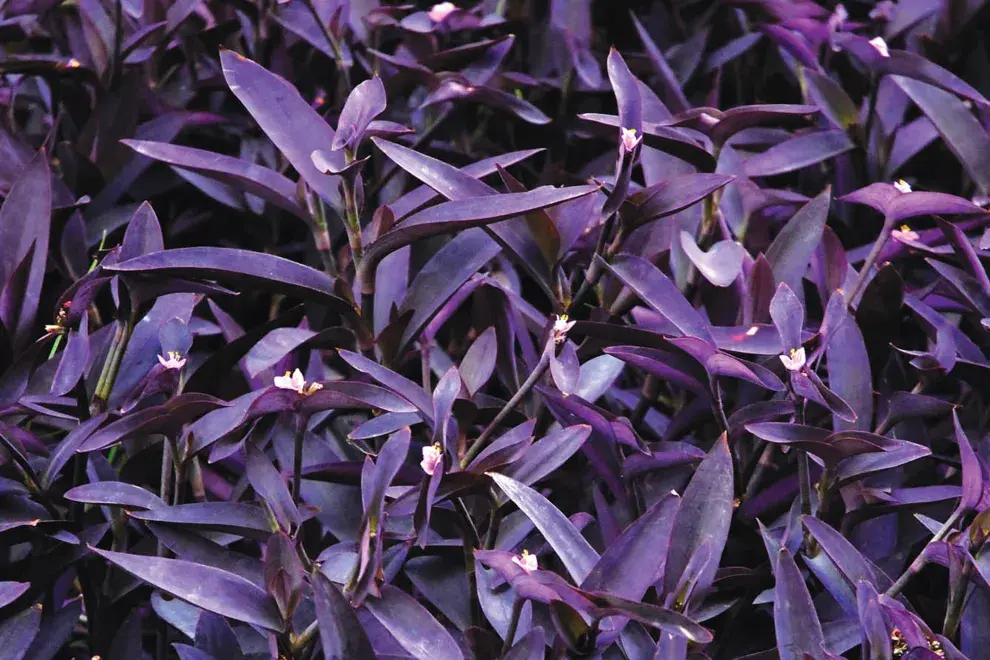 La Tradescantia pallida —también conocida como planta colgante morada o purple heart—. resiste a todo.
