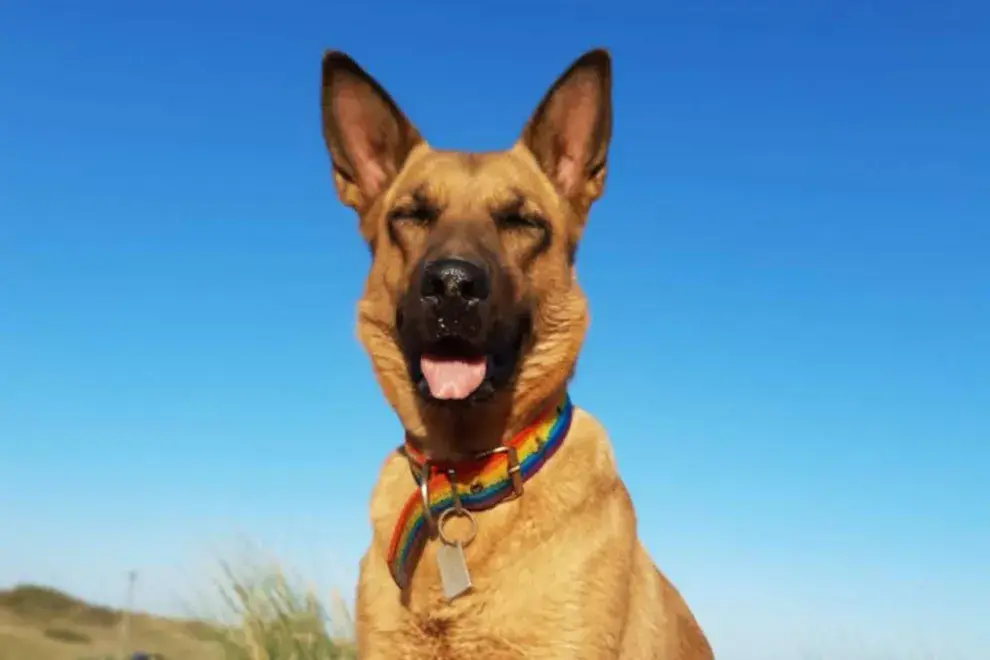 Cómo cuidar a tus mascotas durante la ola de calor.