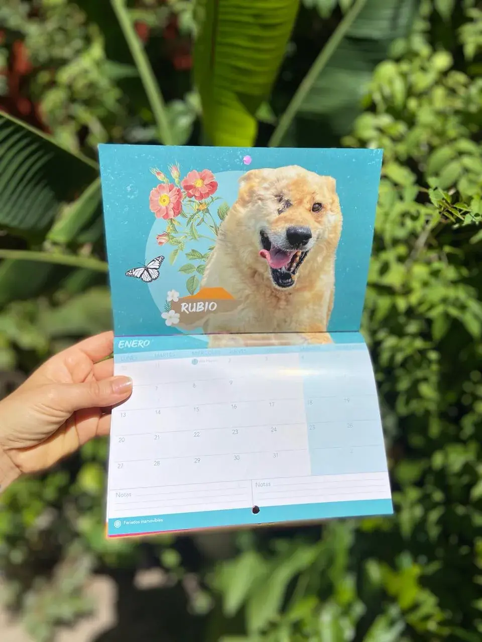 Grupo de rescate y adopción Santa Ramona.