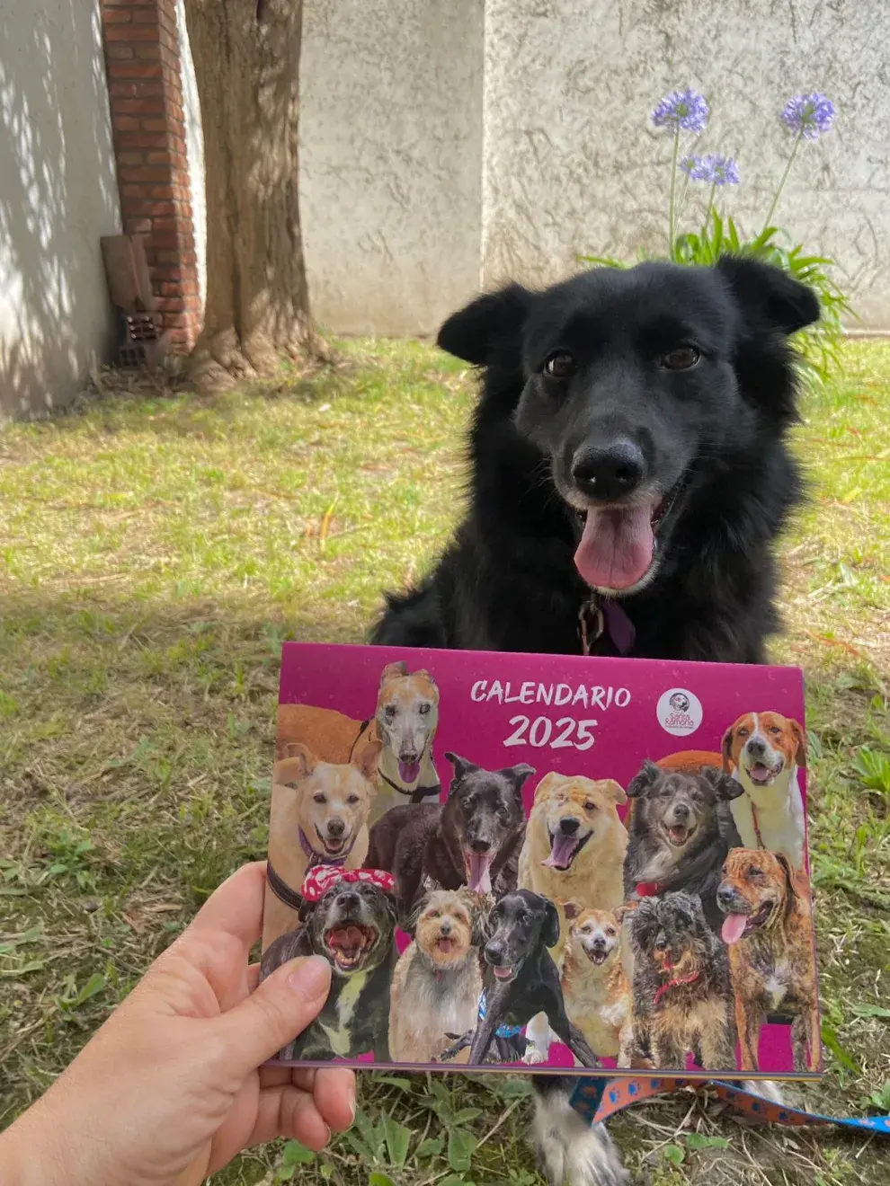 Grupo de rescate y adopción Santa Ramona.