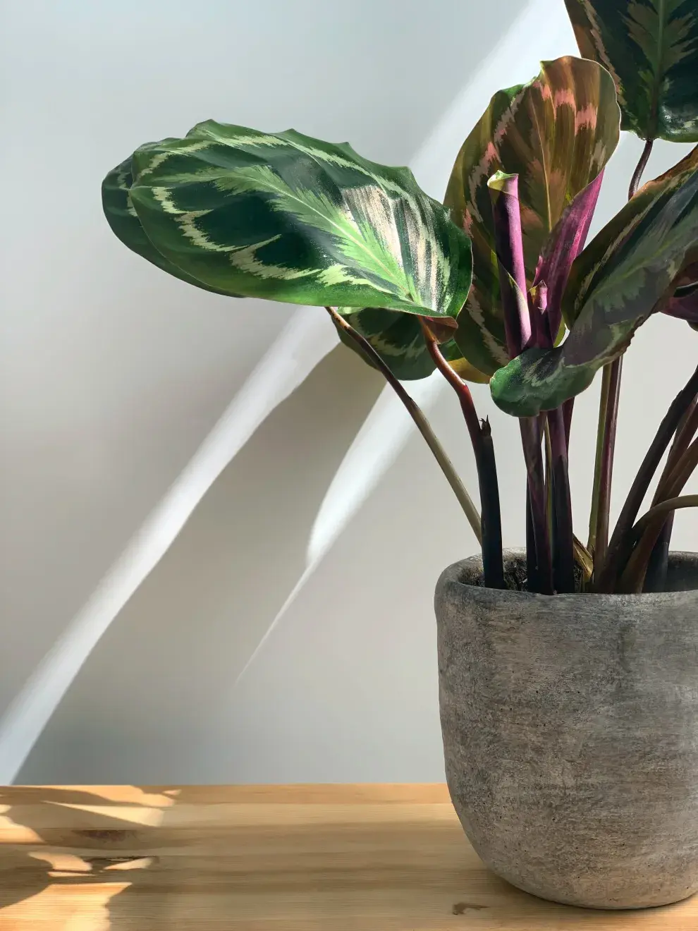 Calathea