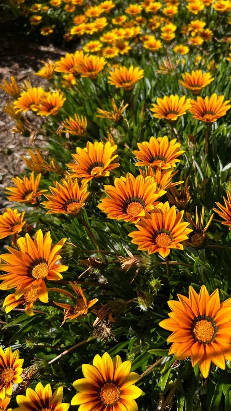 Gazanias: color intenso bajo el sol pleno