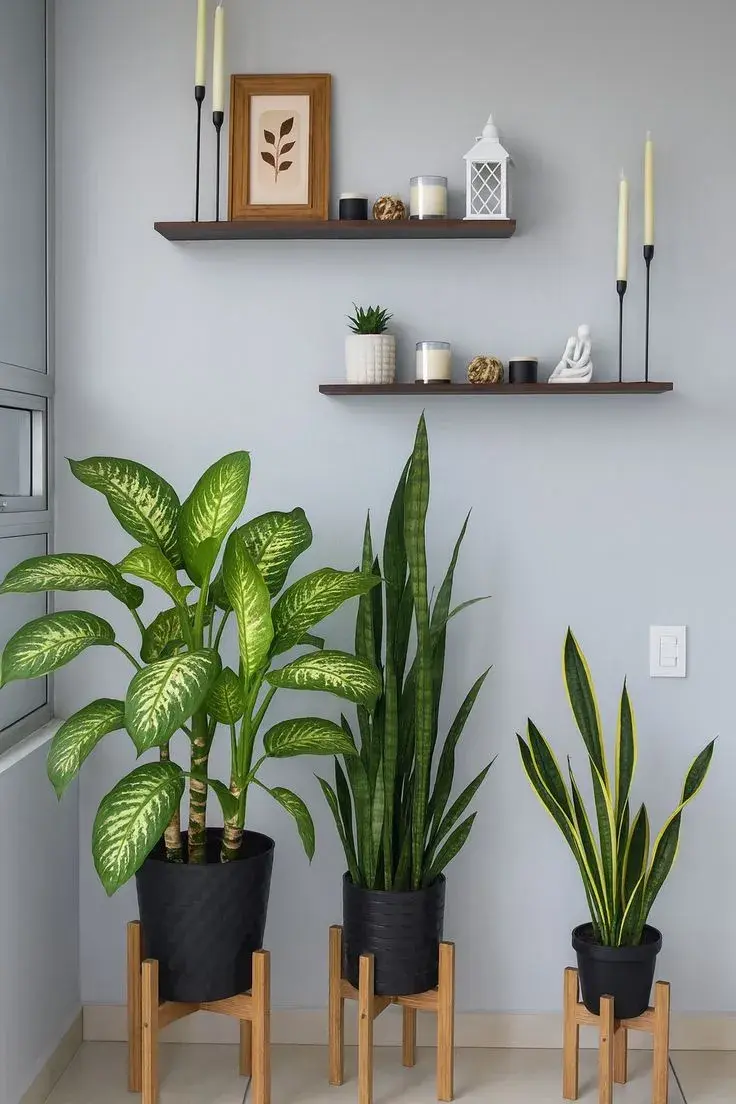 5 plantas ideales para habitaciones chicas