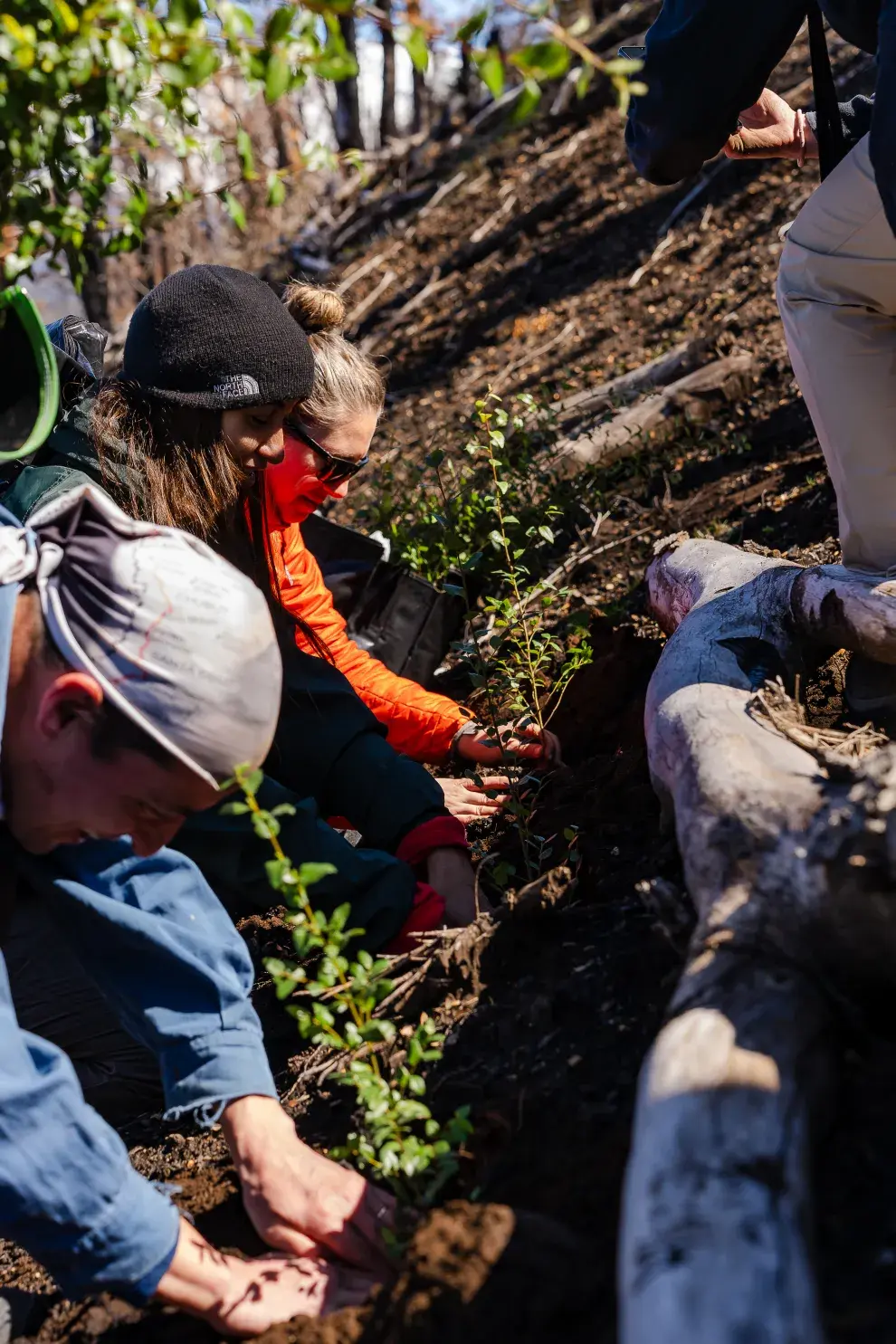 La ONG ReforestArg se ocupa de la restauración ecológica después del fuego: cómo es ese trabajo tan esencial.