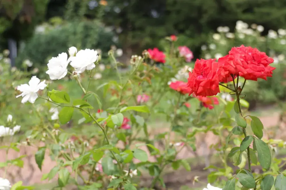 La particularidad de este paseo botánico es la fuerte impronta de la comunidad coreana, históricamente vinculada al barrio, que impulsó en conjunto con el Gobierno de la Ciudad su forma actual.