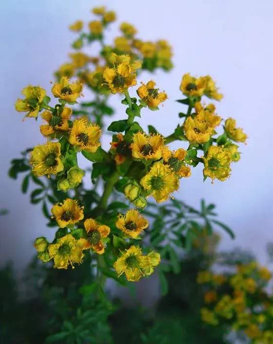 Ruda: la planta ideal para decorar espacios al aire libre y repeler a los mosquitos.