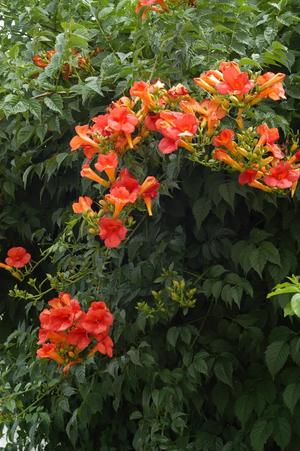 Campsis radicans: campanas anaranjadas que iluminan