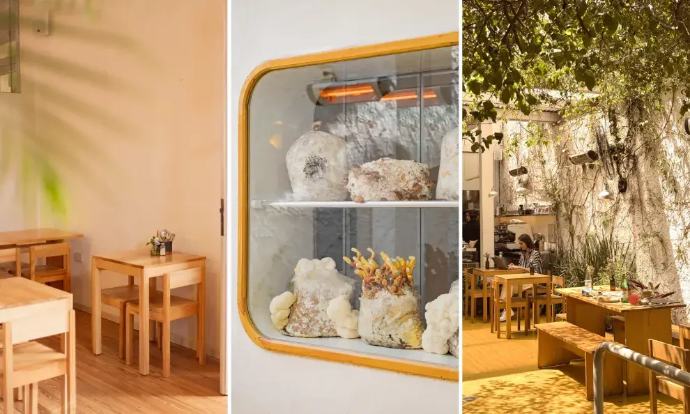 Funga y sus espacios