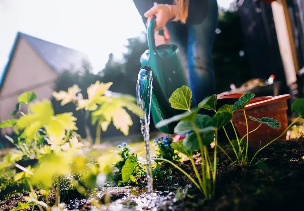 Foto de mujer regando plantas.
