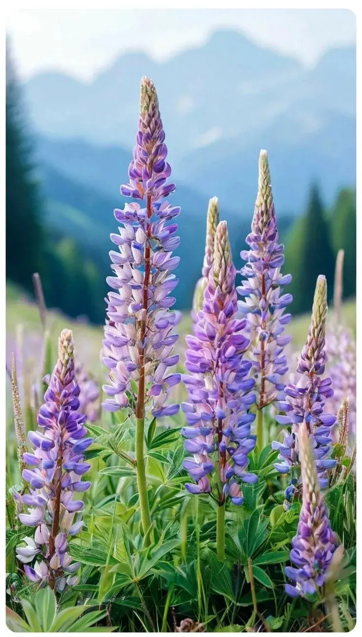 Para crecer con vigor necesita suelos bien drenados, riegos regulares y abundante sol