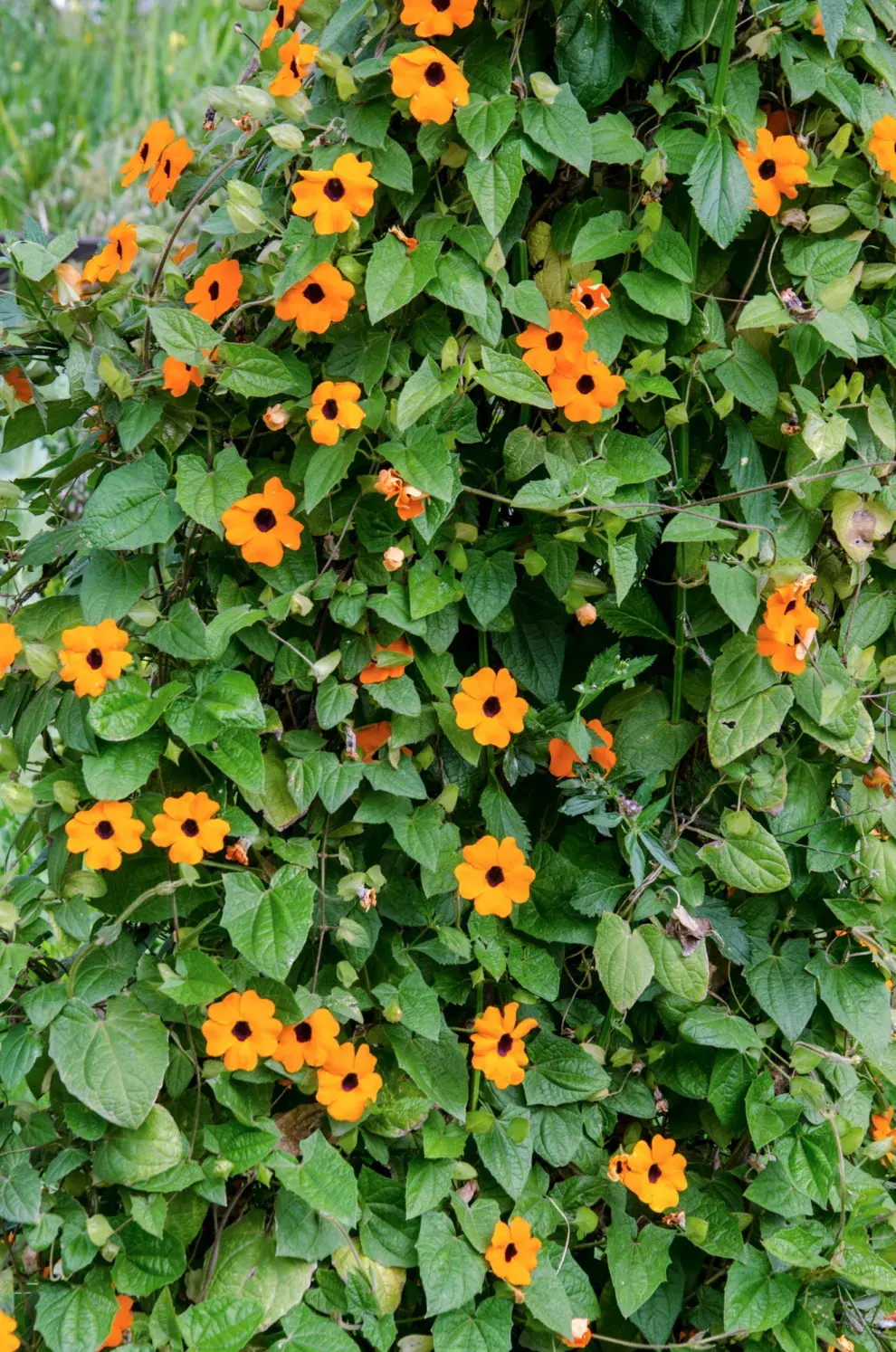 Thunbergia alata: pequeños soles amarillos