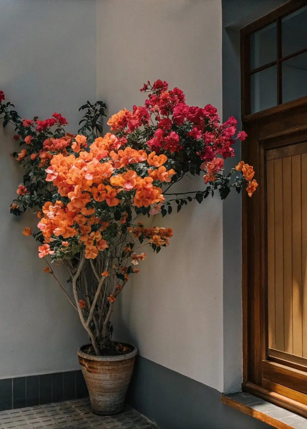 Esta planta trepadora se adapta bien a macetas grandes y se caracteriza por sus brácteas en tonos fucsia, rojo, naranja o blanco