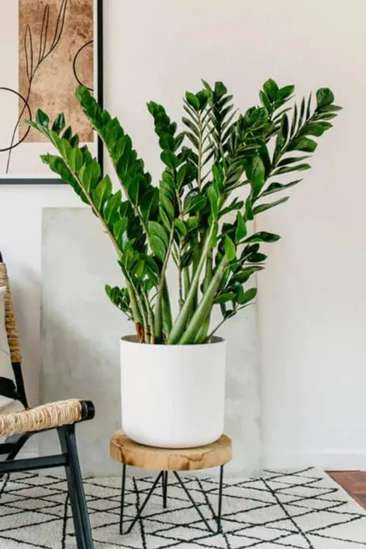 a zamioculca es una de las plantas más recomendadas para interiores con poca luz.