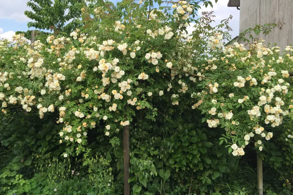 Entre las plantas trepadoras que conquistan a los amantes del jardín, el rosal de Banksia se destaca por su elegancia y su capacidad de transformar cualquier espacio