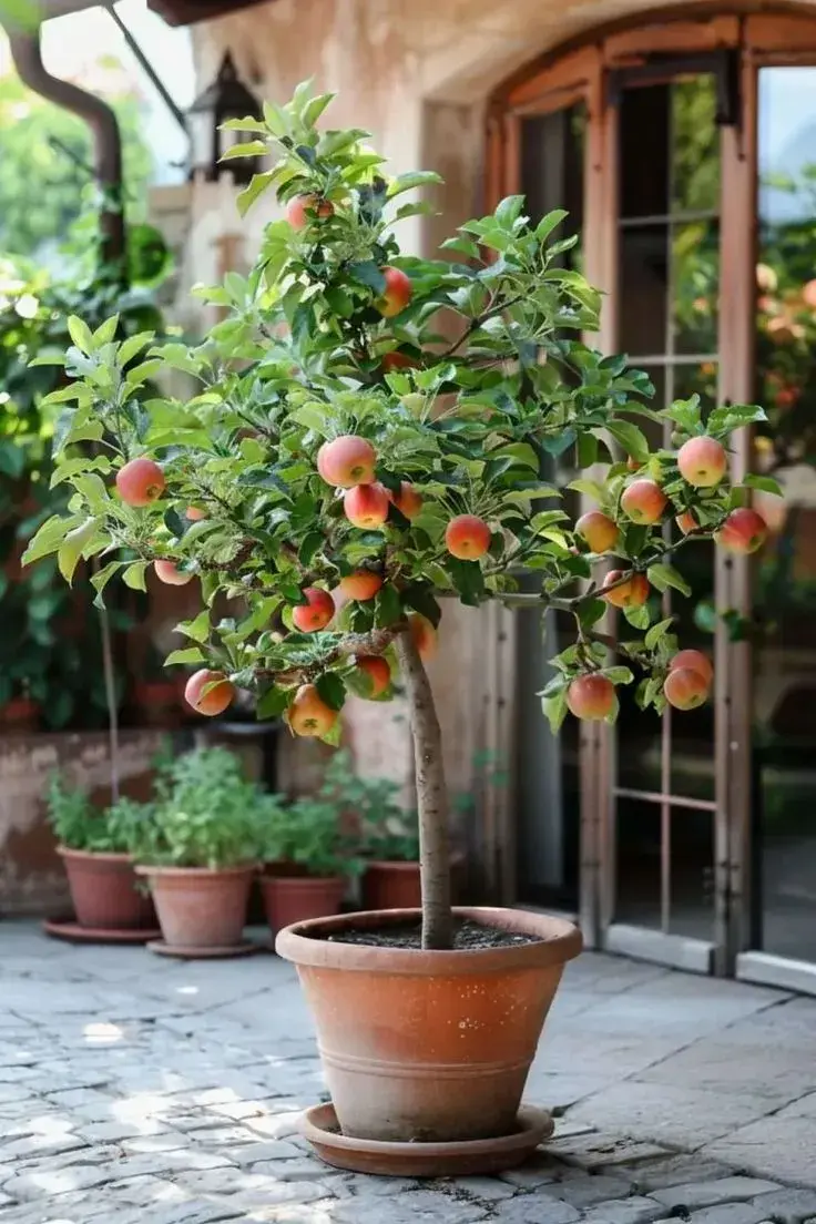 Patios con frutales: ideas para cultivarlos en macetas