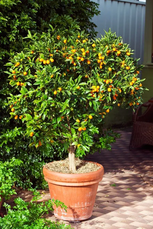 Patios con frutales: ideas para cultivarlos en macetas