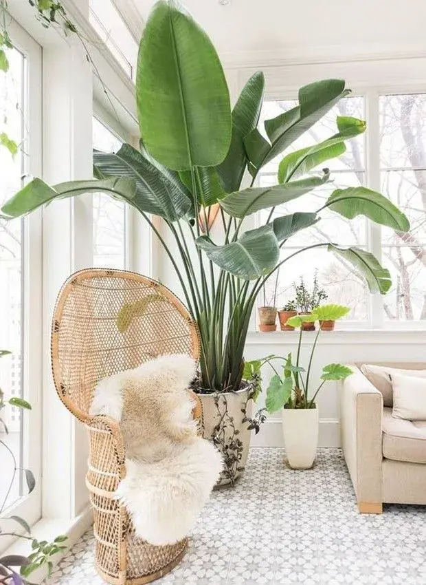 Las plantas de interior gigantes no son solo una tendencia estética. Responden a una necesidad contemporánea: reconectar con lo natural dentro de espacios cada vez más urbanos.