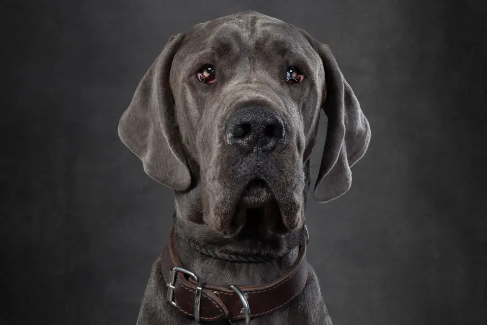 Pasa gran parte del día descansando, lo que lo convierte en un gigante amable.