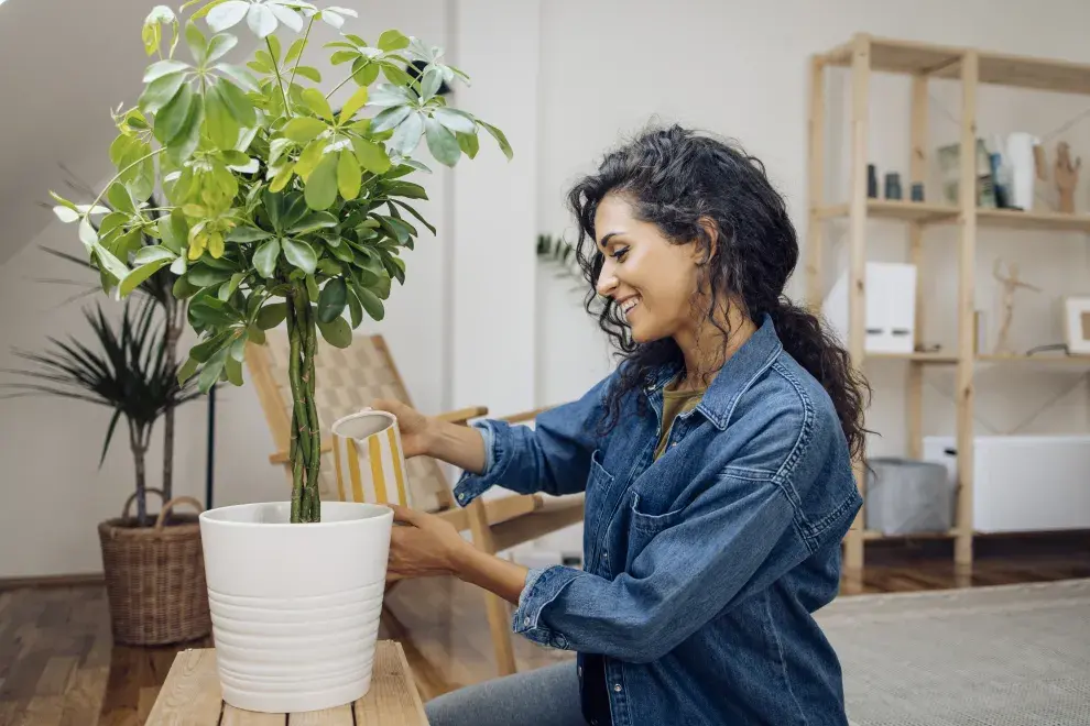 Los secretos para mantener plantas en departamentos chicos.