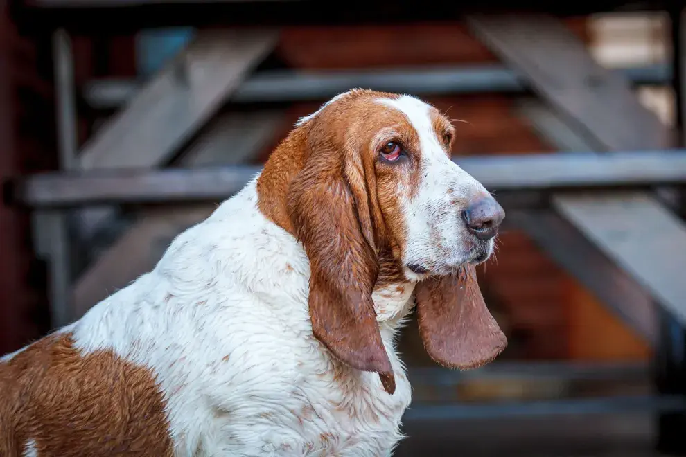 De tamaño mediano y andar pausado.