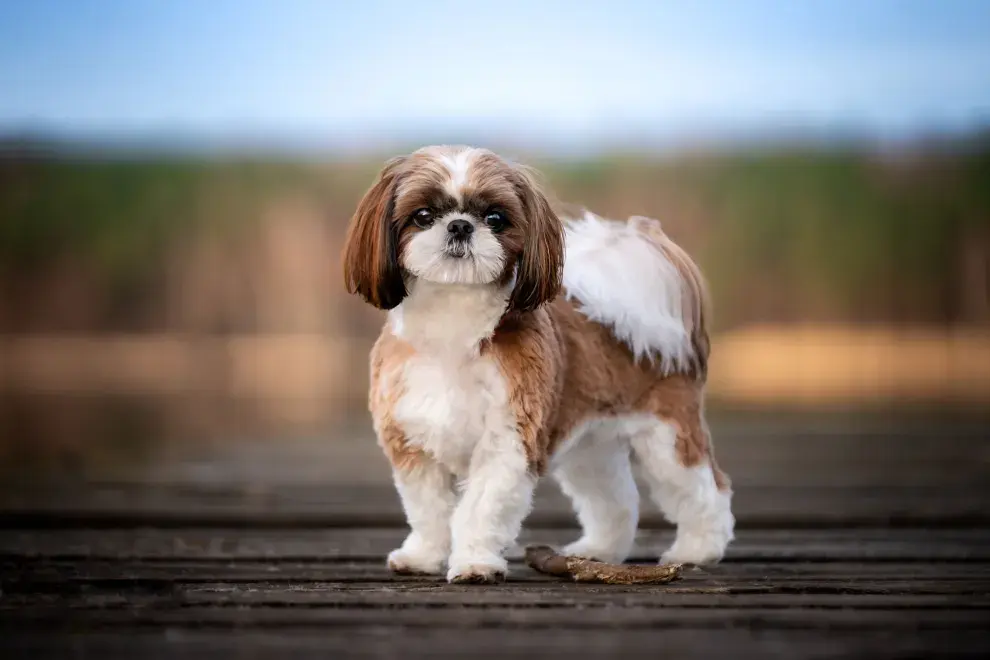 Se adapta muy bien a departamentos o espacios reducidos.