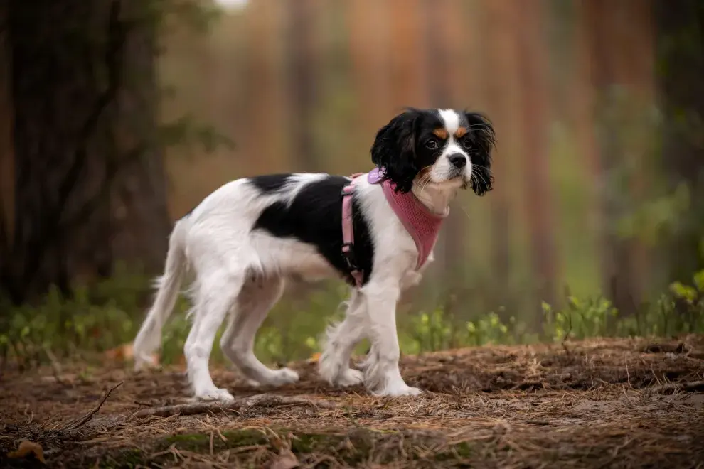 De tamaño pequeño y carácter afectuoso.